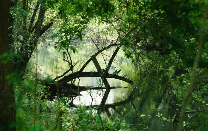 River winding through a green forest in Minho