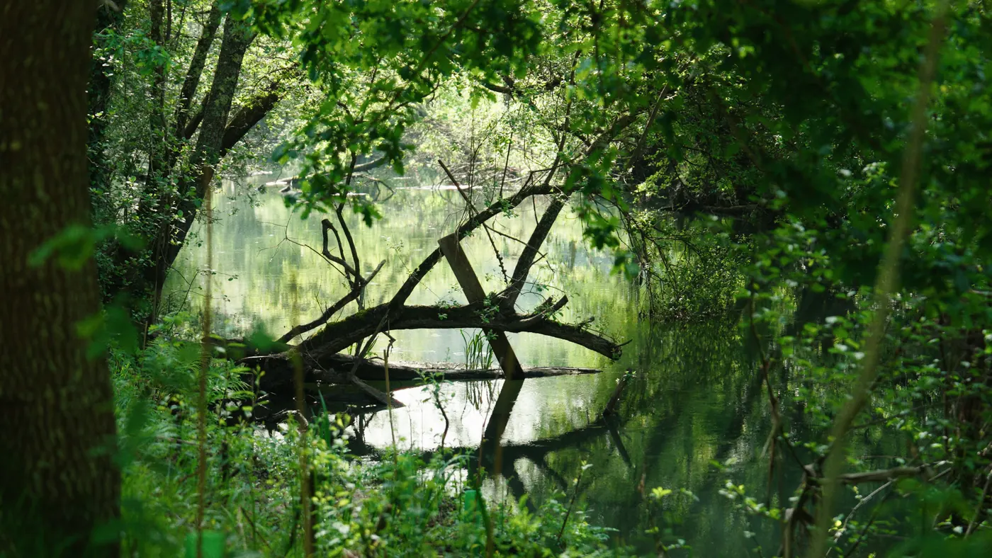 Rio a correr por uma floresta verde no Minho
